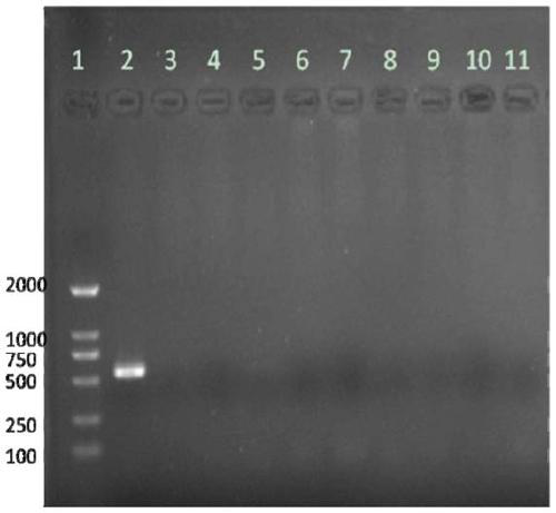 Novel vibrio parahaemolyticus phage with wide lysis spectrum as well as specific primer and application thereof