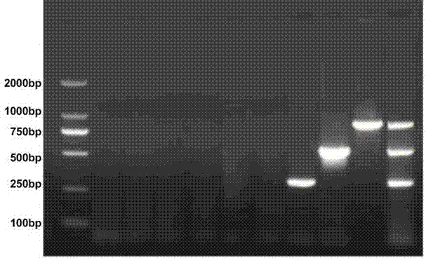 Kit and preparation method for identifying and detecting a variety of sheep Theileria