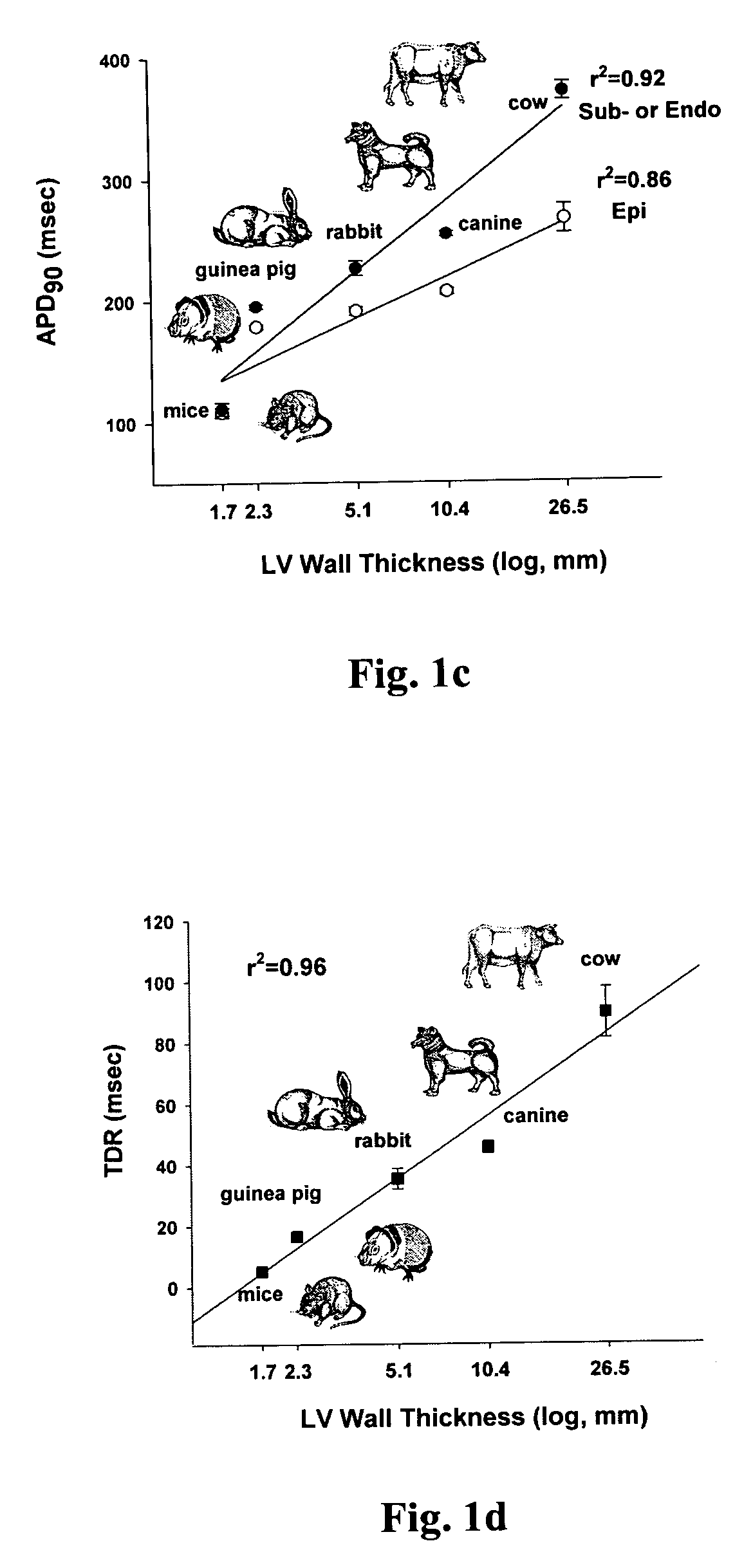 Methods for screening compounds for proarrhythmic risk and antiarrhythmic efficacy