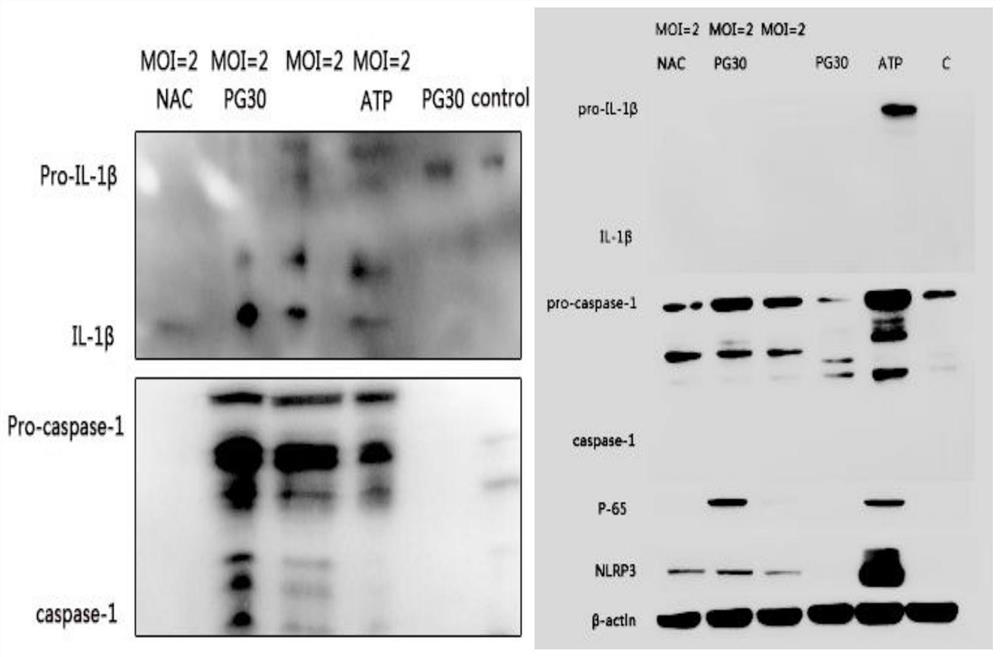 The medical application of compound pyrogallol in anti-Neospora canis