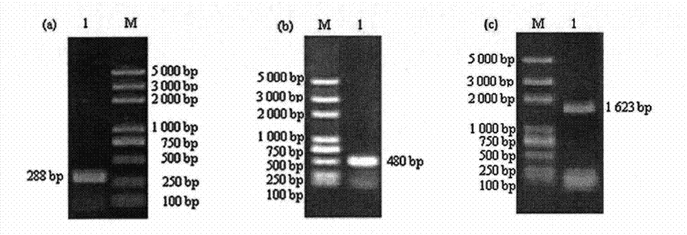 Mycobacterium bovis infection detection kit meditated by recombined fusion protein and method thereof