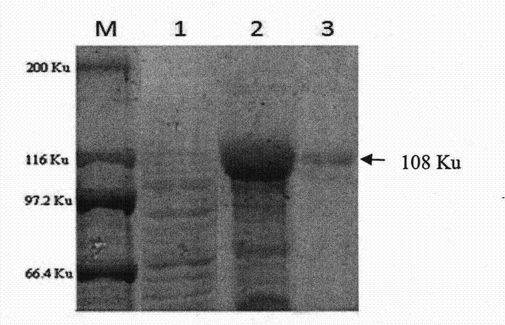 Mycobacterium bovis infection detection kit meditated by recombined fusion protein and method thereof