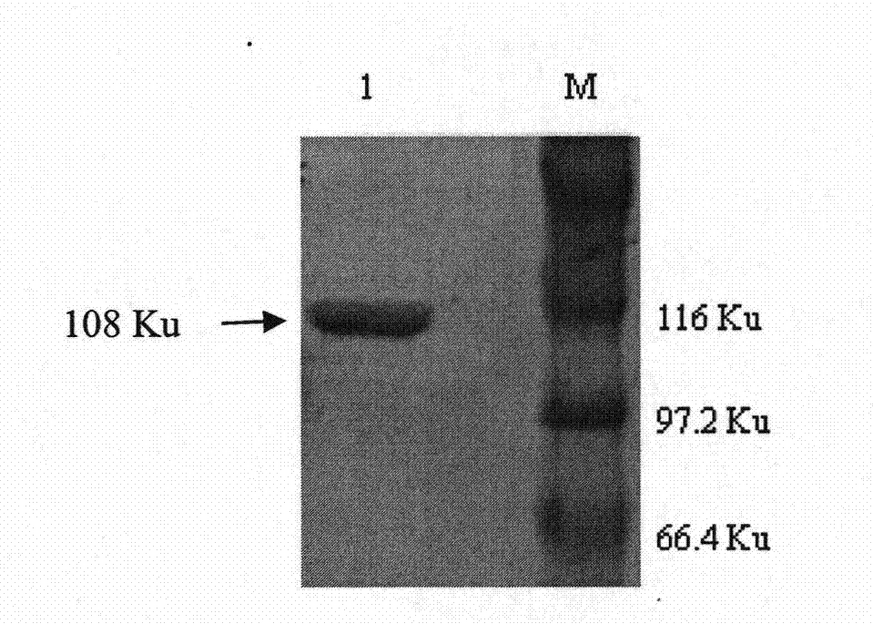 Mycobacterium bovis infection detection kit meditated by recombined fusion protein and method thereof