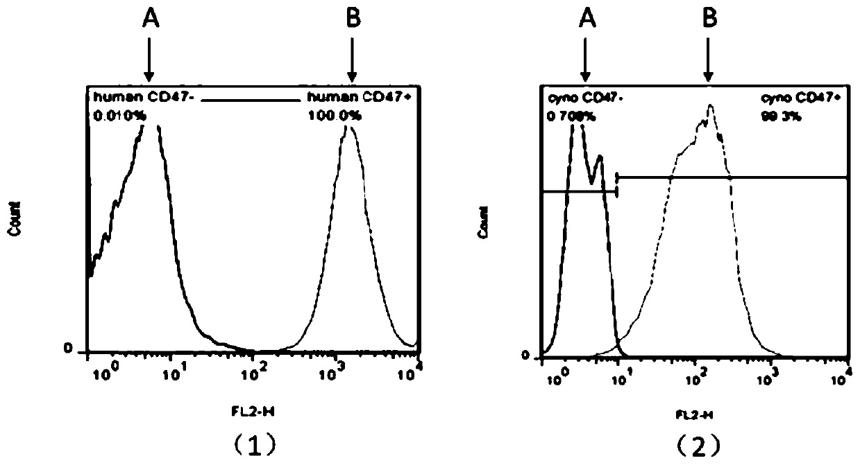 Hybridoma cell strain 105D11, antibody and application thereof