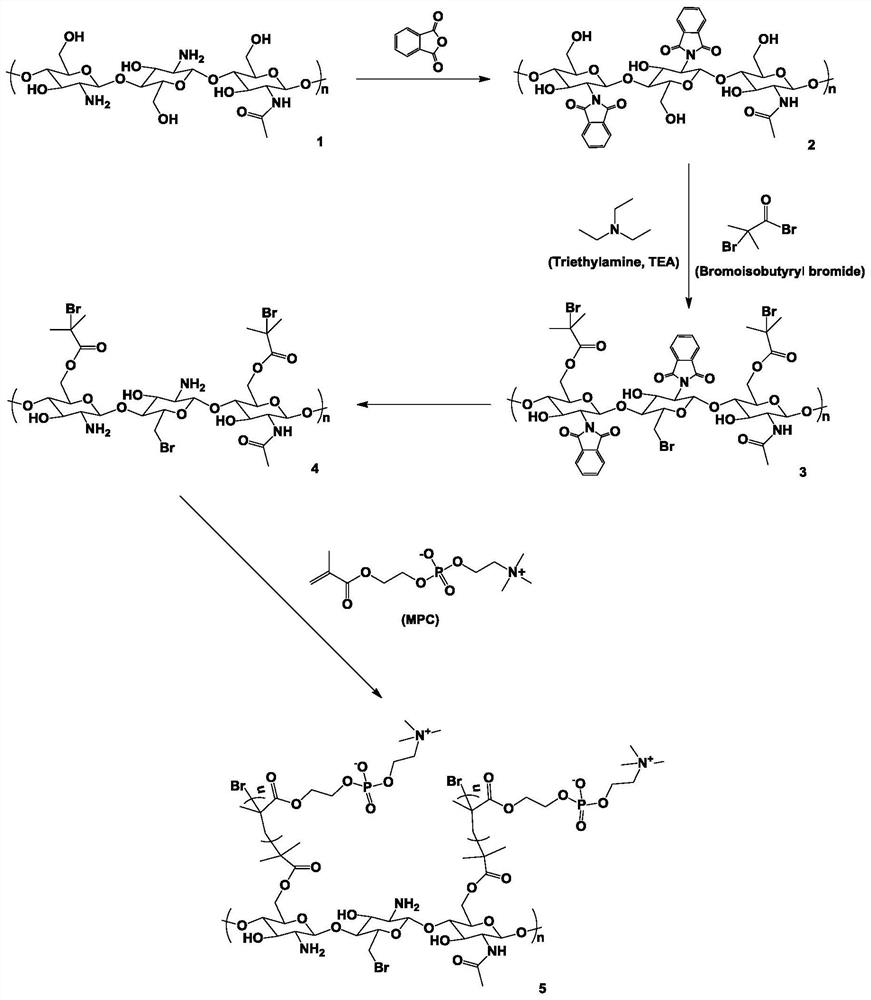 A protein carrier for cell transfection