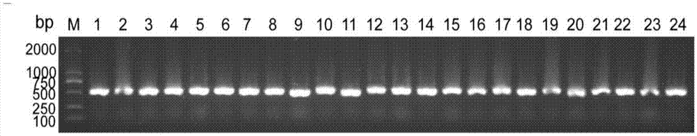 CD105 nano antibody Nb168
