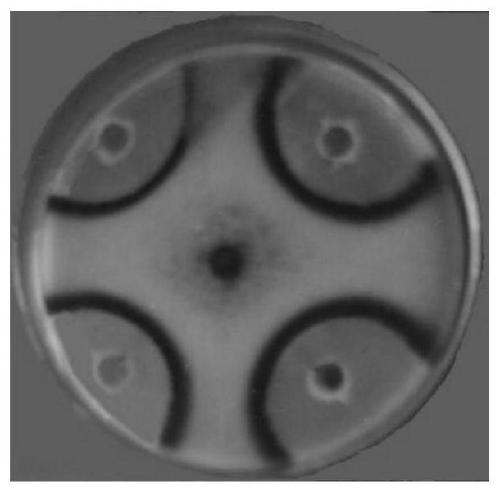 A kind of bacillus licheniformis as pesticide surfactant and its application