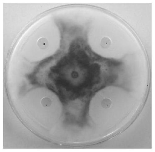 A kind of bacillus licheniformis as pesticide surfactant and its application