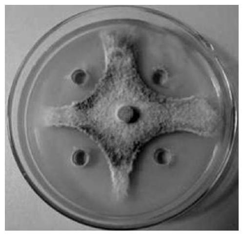 A kind of bacillus licheniformis as pesticide surfactant and its application