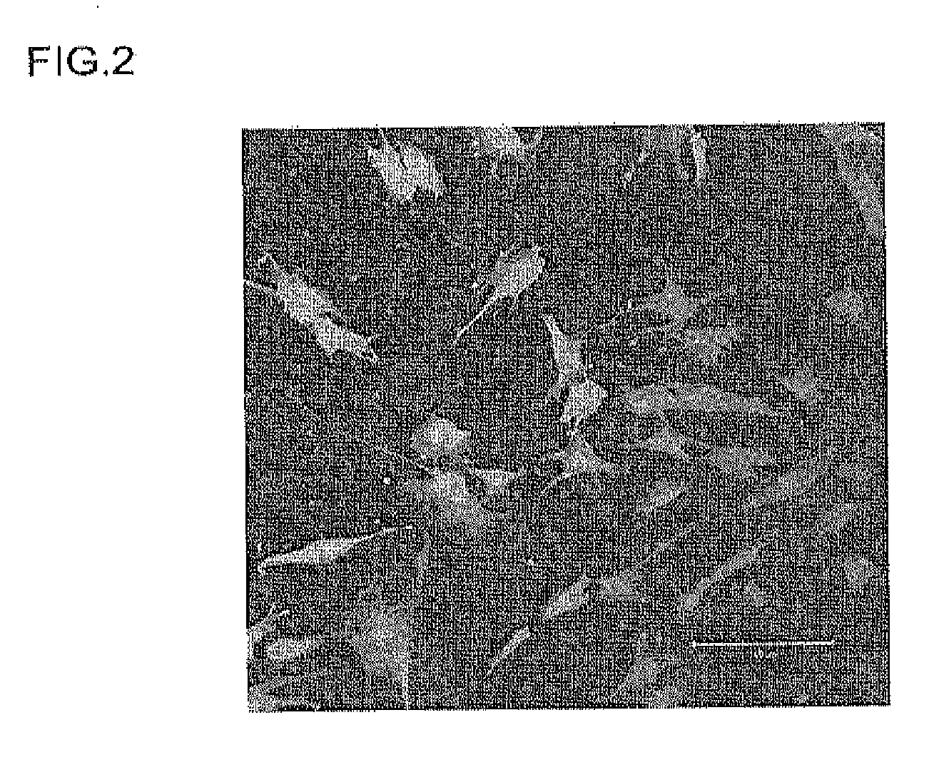 Carrier peptide fragment and use thereof