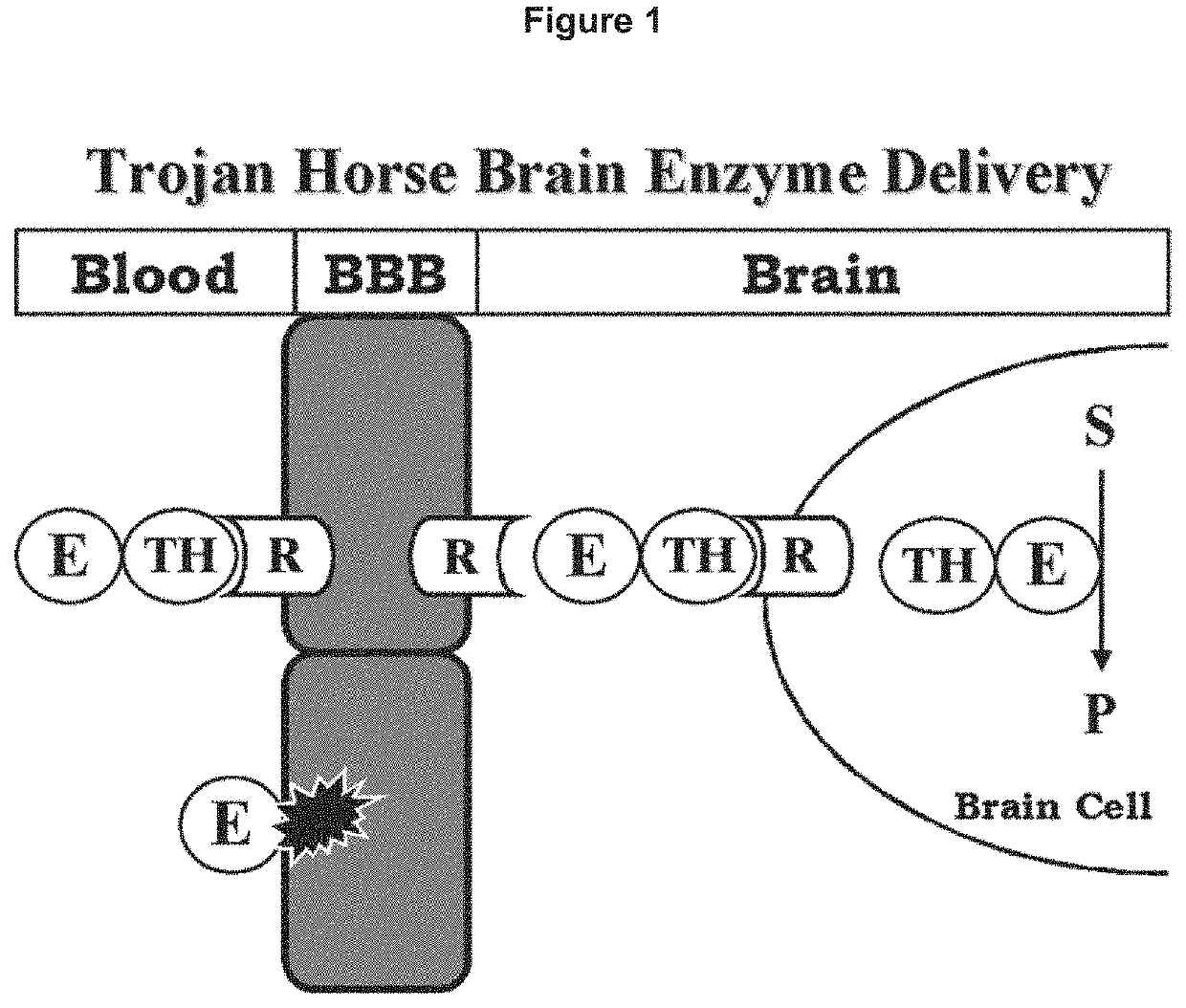 Methods and compositions for increasing enzyme activity in the CNS