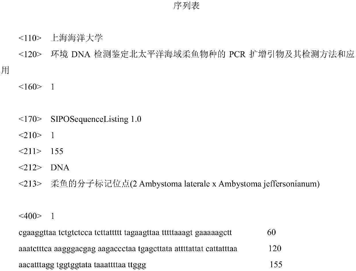 PCR amplification primer for detecting and identifying northern pacific sea area ommatostrephes species by using environmental DNA as well as detection method and application thereof
