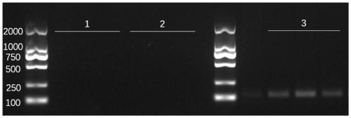 PCR amplification primer for detecting and identifying northern pacific sea area ommatostrephes species by using environmental DNA as well as detection method and application thereof