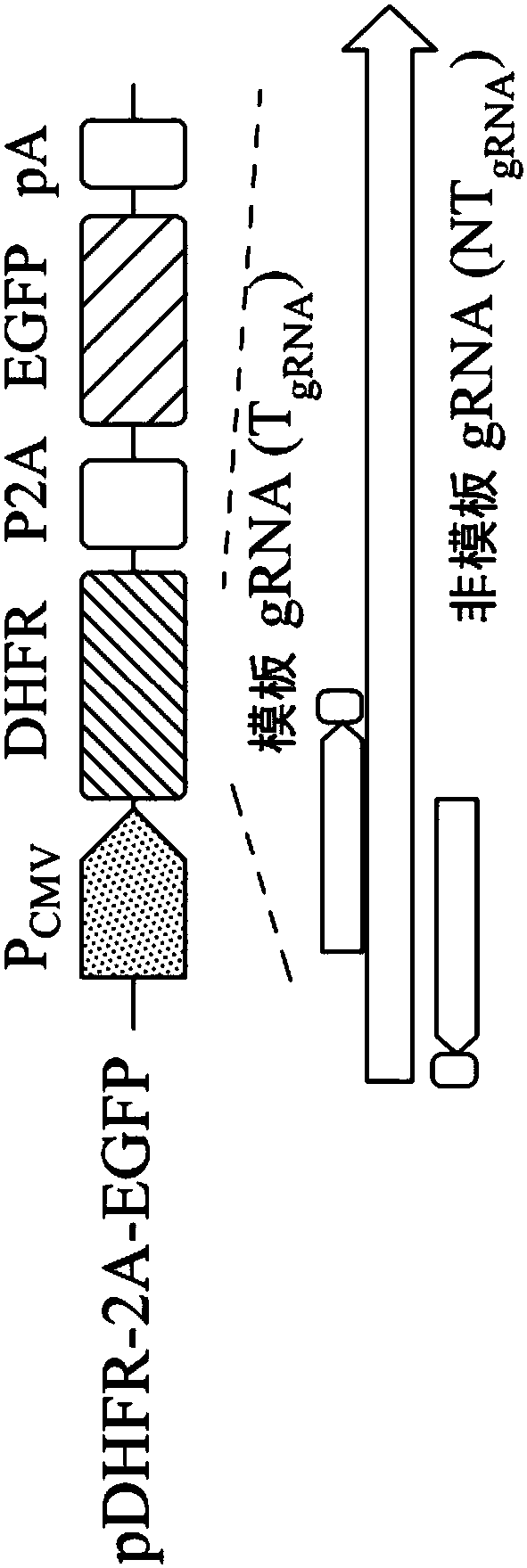 System and method realizing overexpression of target protein