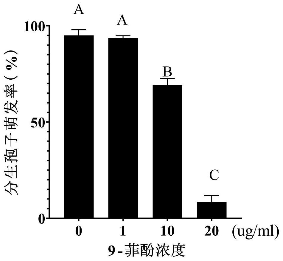 Application of 9-phenanthrenol in prevention and treatment of rice blast