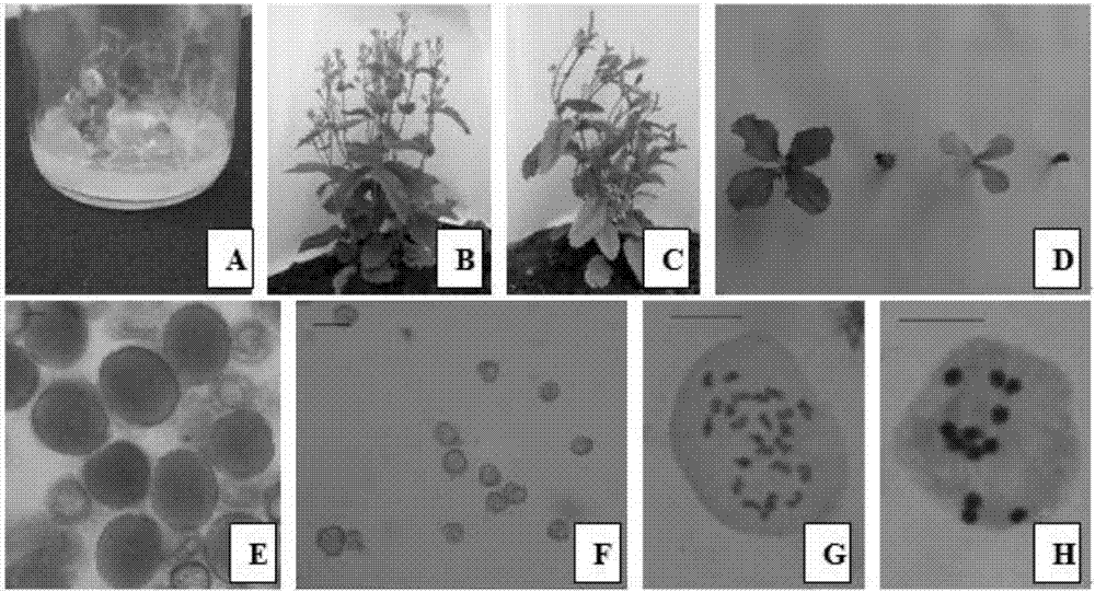 Corychophramus violaceua embryoid and plant cultivation method
