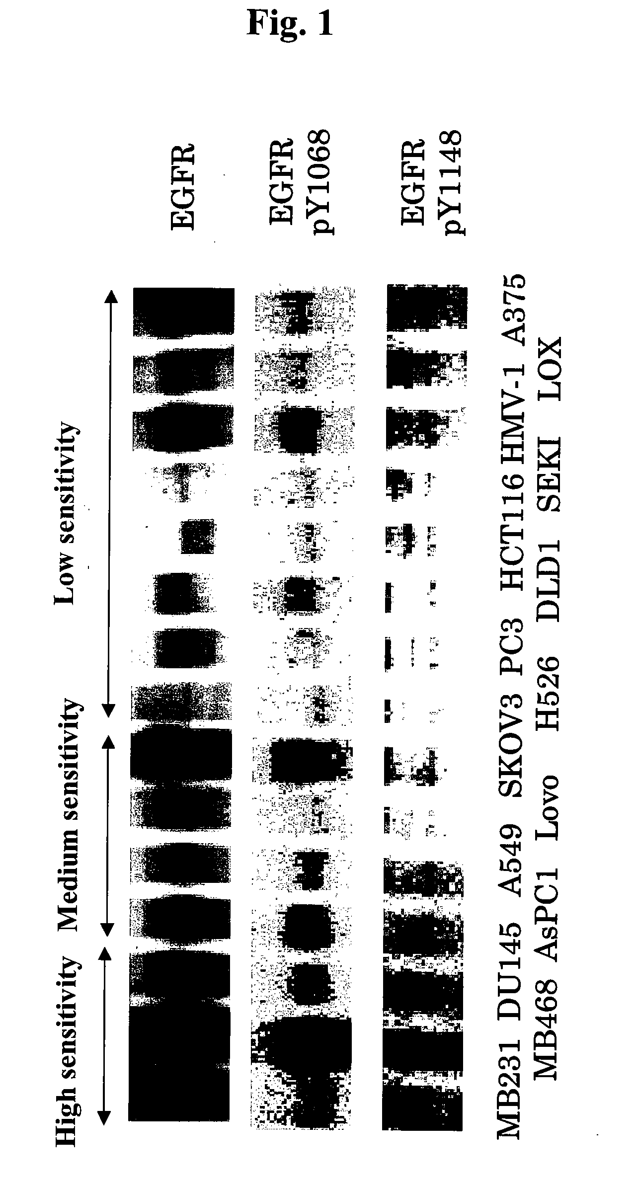Method for assay on the effect of vascularization inhibitor