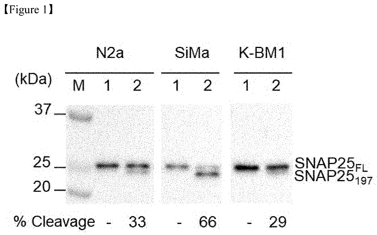 Cell-based method for determining an activity of botulinum toxin