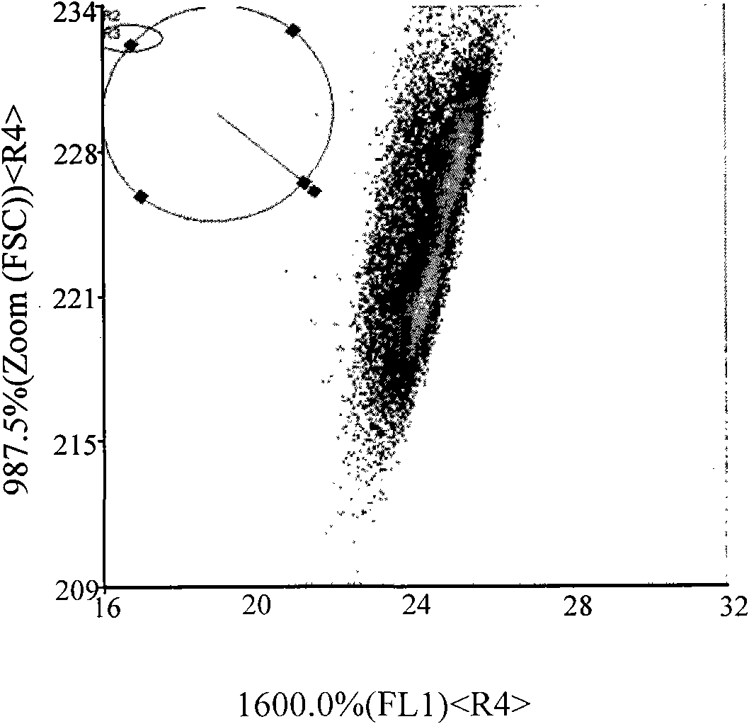 Fluorescent staining method for separating dairy cow sperms