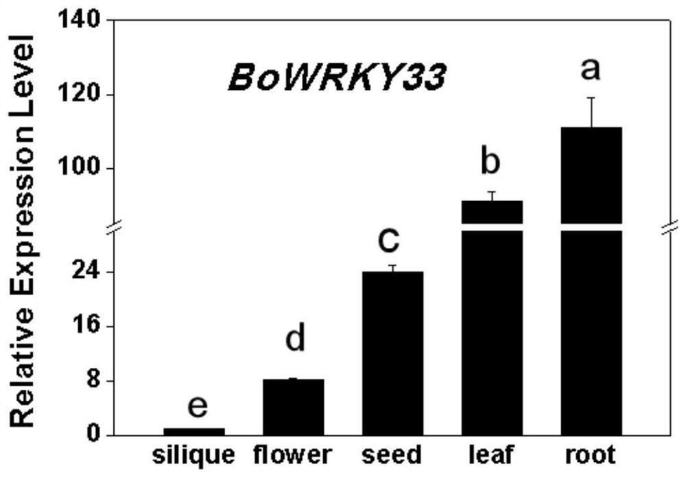 Kale bowrky33 gene and its application