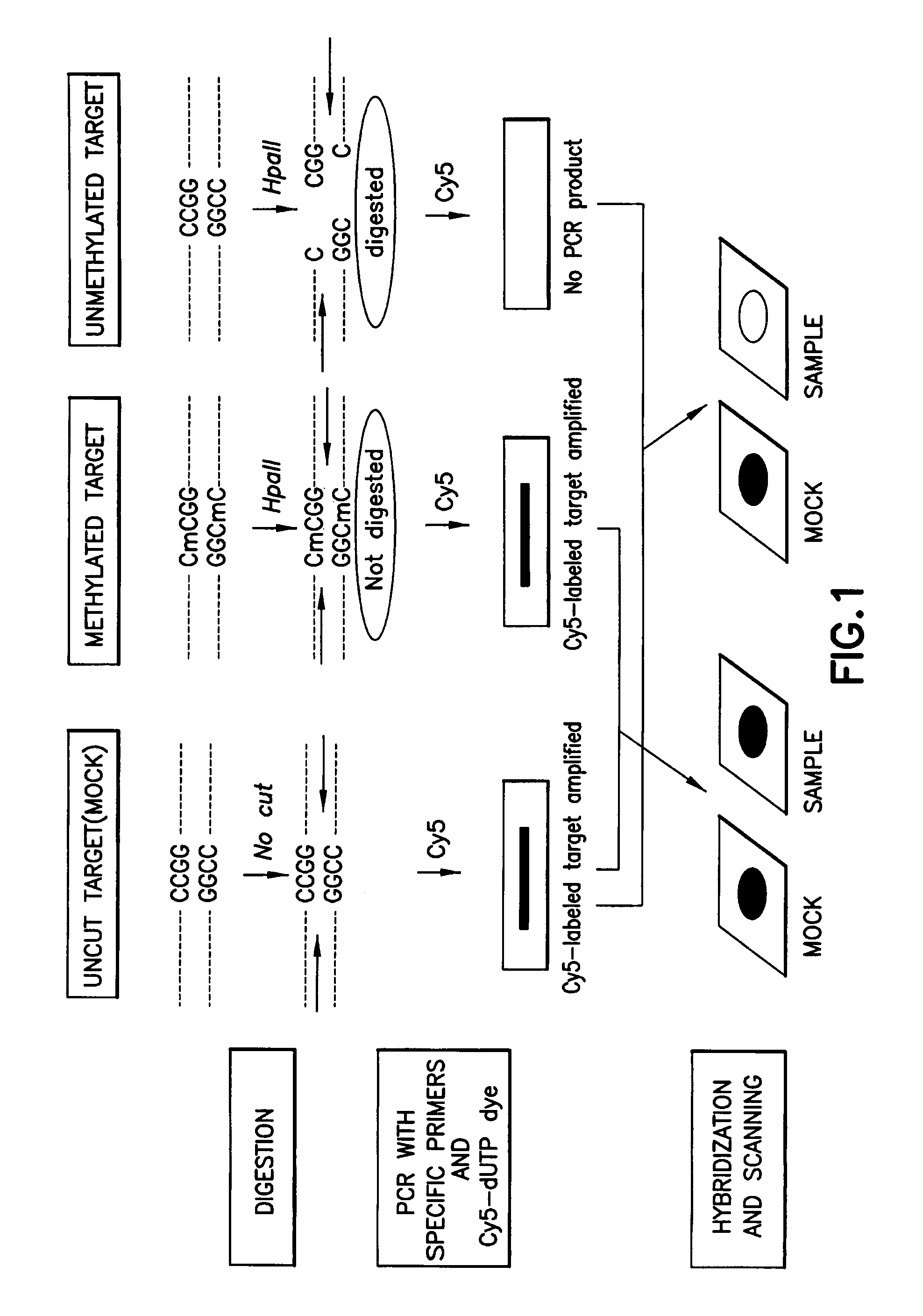 Method for detecting methylation of promoter using restriction enzyme and DNA chip