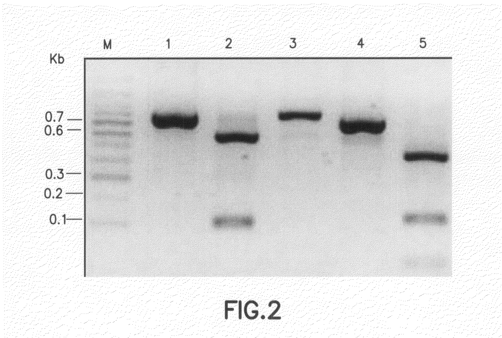 Method for detecting methylation of promoter using restriction enzyme and DNA chip