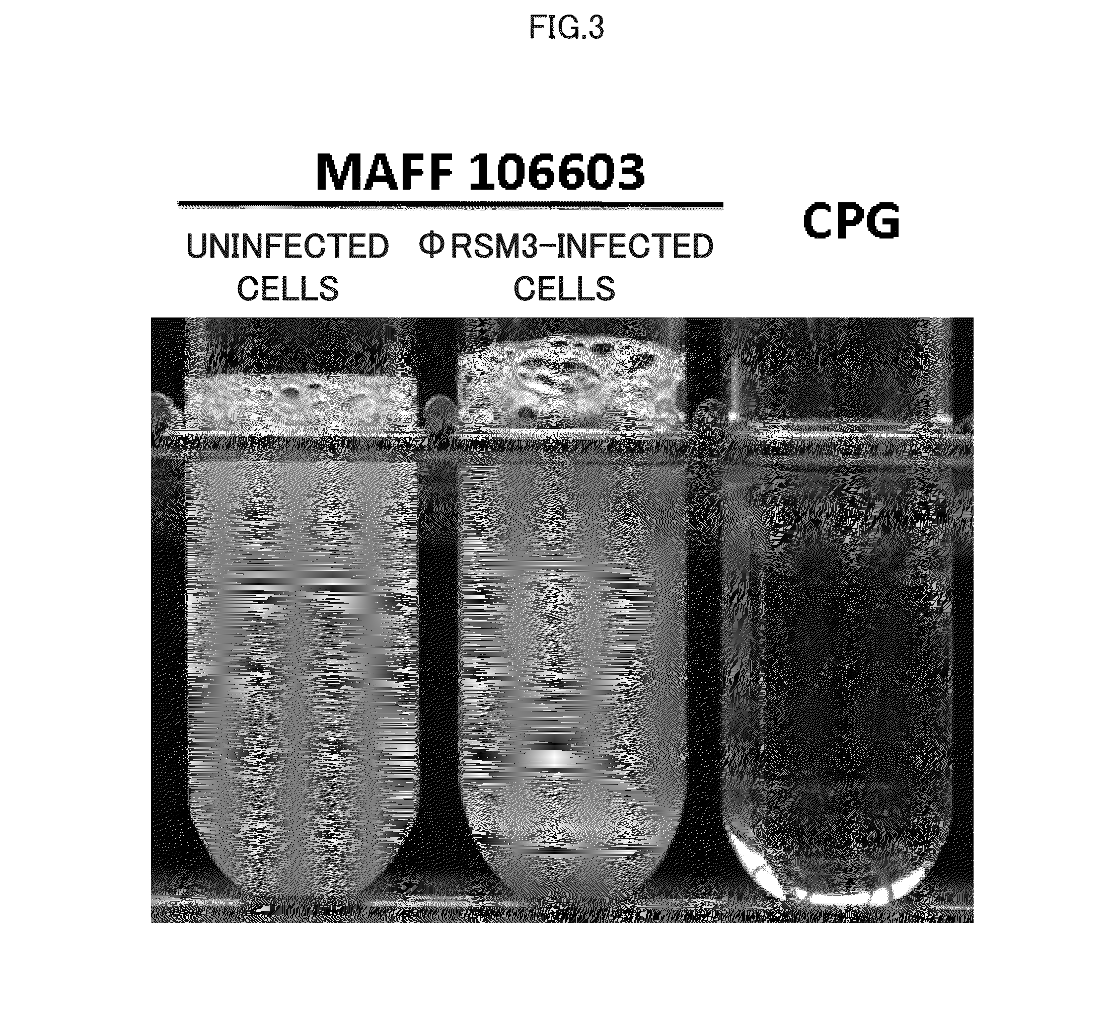 Agent for Preventing Bacterial Wilt Disease, and Method for Preventing Bacterial Wilt Disease