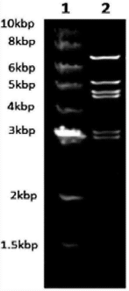 Expression vector based on adenovirus AdC7 and its construction method