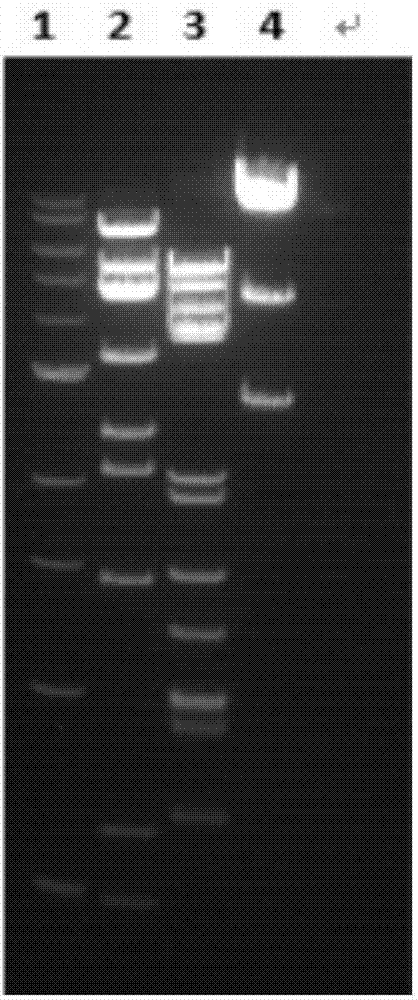 Expression vector based on adenovirus AdC7 and its construction method