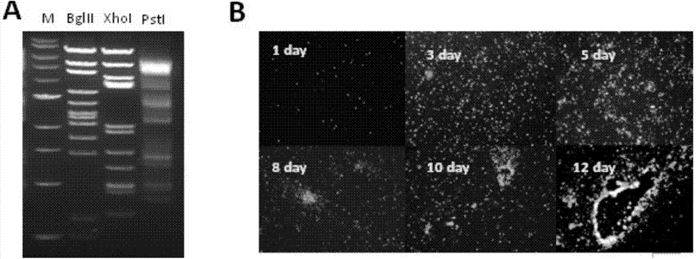 Expression vector based on adenovirus AdC7 and its construction method