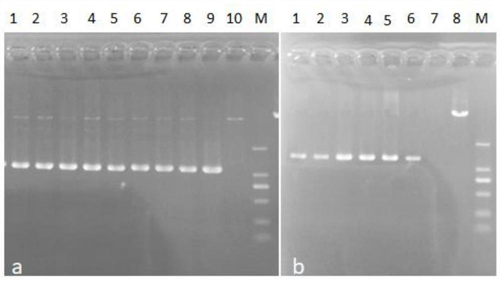 Mutant strain with deletion of type VI secretion systems of pseudomonas plecoglossicida and application of mutant strain