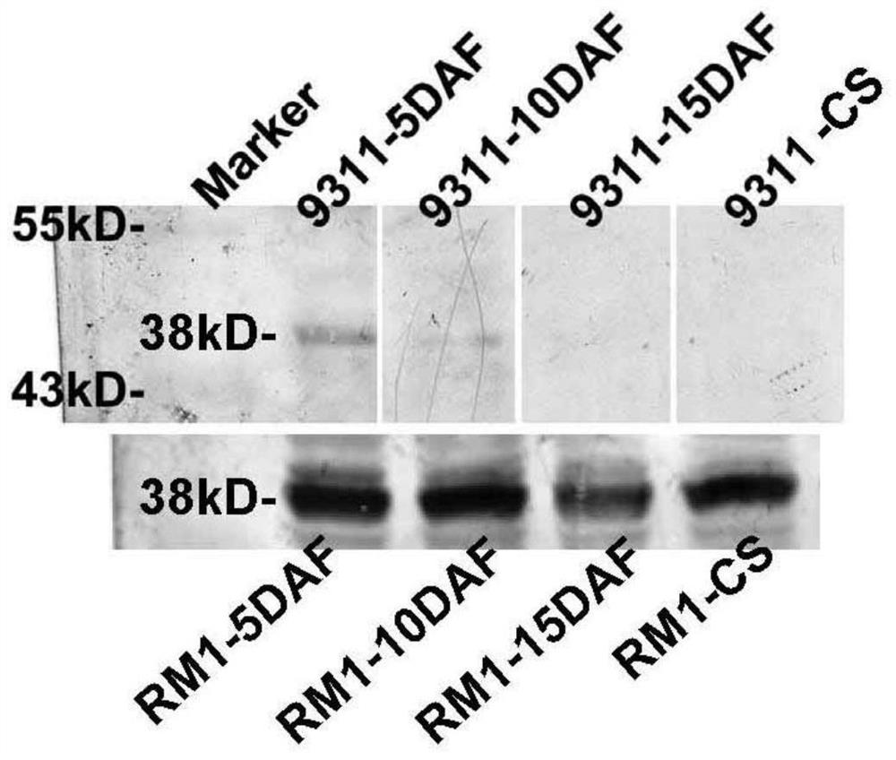 Flavanone-3-hydroxylase antigen epitope peptide, and antibody and application thereof