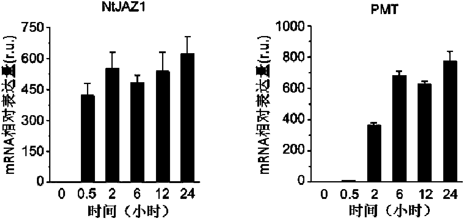 Gene capable of reducing nicotine content of tobacco and application thereof