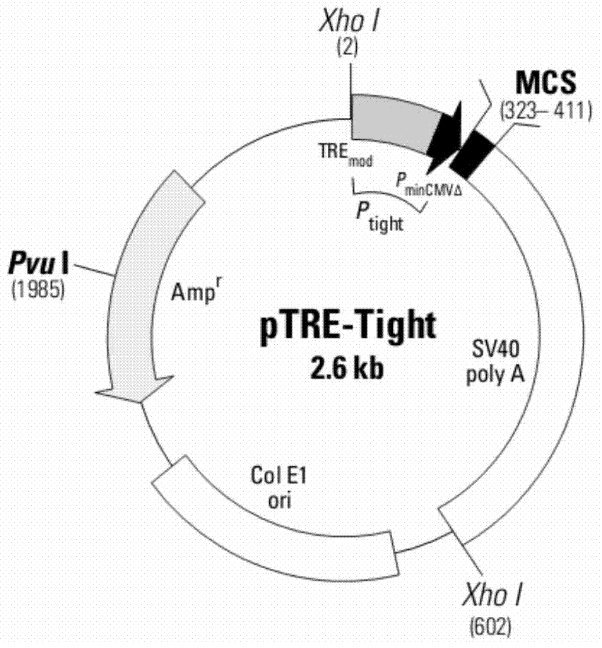 Carrier inducing reversible immortalization of in vitro animal cells and application thereof