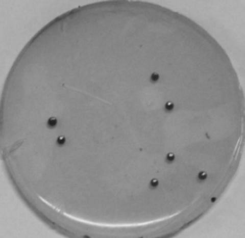 A kind of Serratia marcescens and its isolation method and application