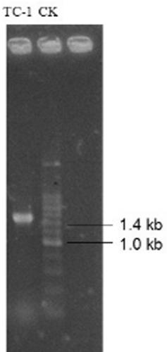 A kind of Serratia marcescens and its isolation method and application