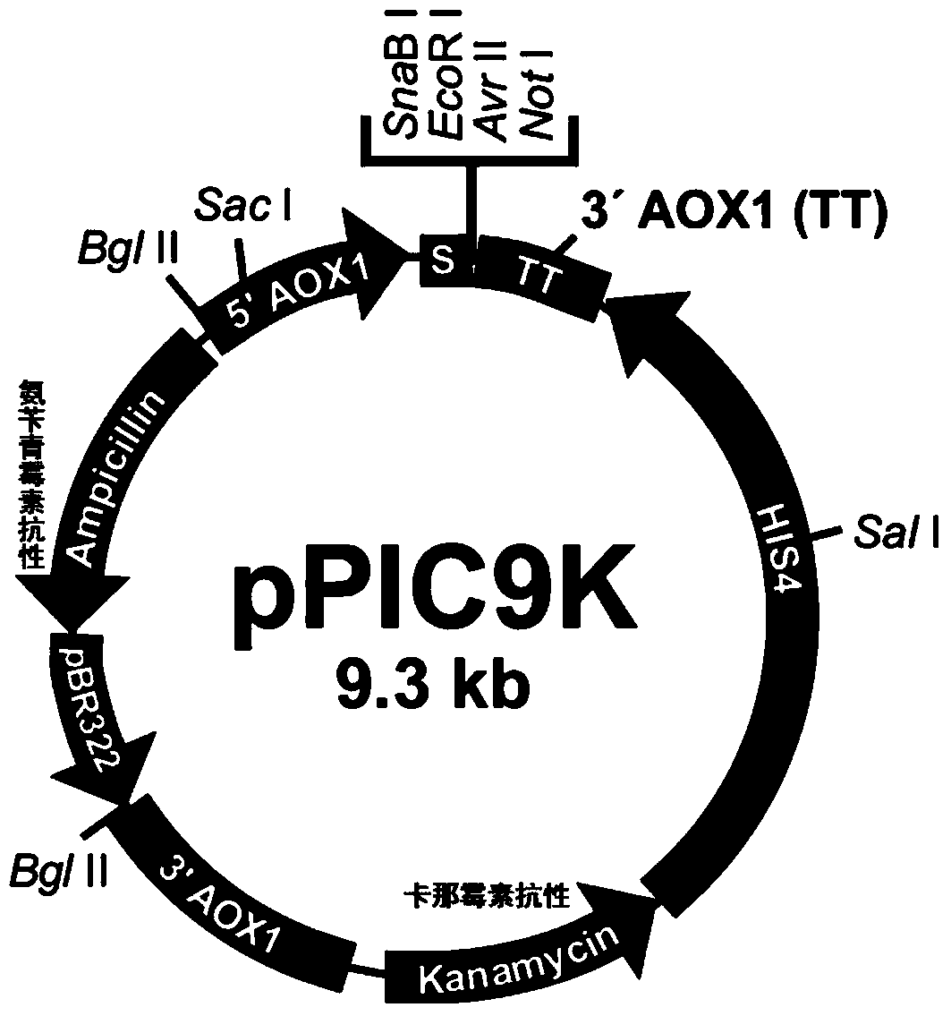 Recombinant beauveria brongniartii proteinase K as well as industrial production and purification method thereof