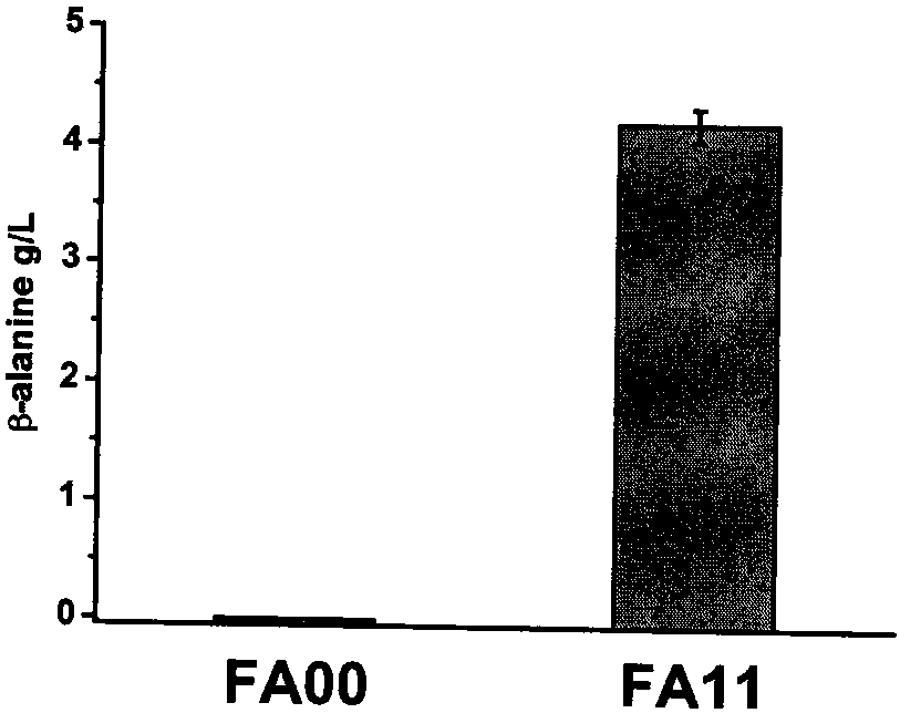 Recombinant bacteria for producing beta-alanine as well as construction method and application of recombinant bacteria