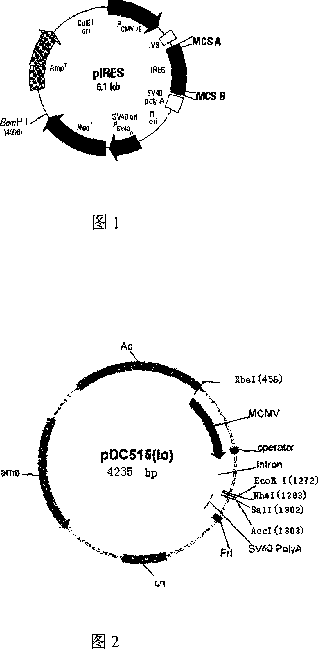 Recombined viral vectors and uses thereof