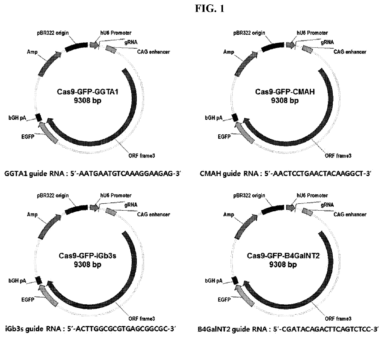 TRANSGENIC CLONED PIG FOR XENOTRANSPLANTATION EXPRESSING HUMAN CD46 AND TBM GENES, IN WHICH PORCINE ENDOGENOUS RETROVIRUS ENVELOPE C IS NEGATIVE AND GGTA1, CMAH, iGb3s AND ß4GalNT2 GENES ARE KNOCKED OUT, AND METHOD FOR PREPARING SAME