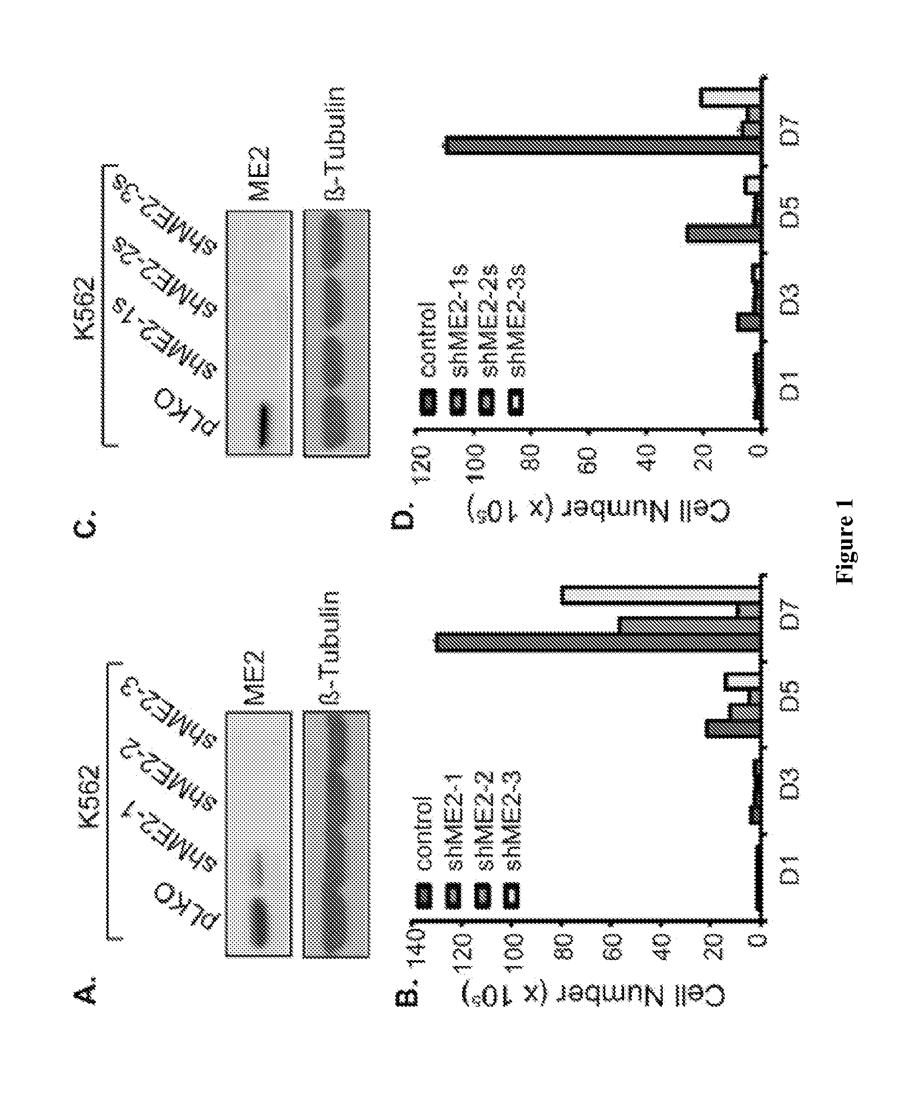 Methods and compositions for malic enzyme 2 (ME2) as a target for cancer therapy