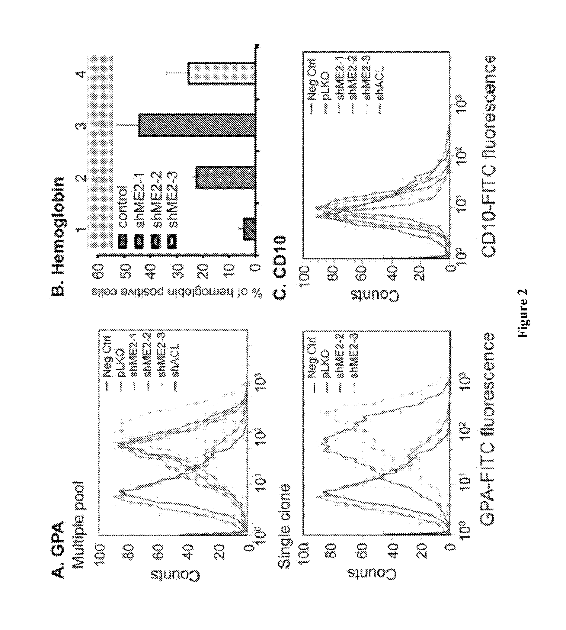 Methods and compositions for malic enzyme 2 (ME2) as a target for cancer therapy