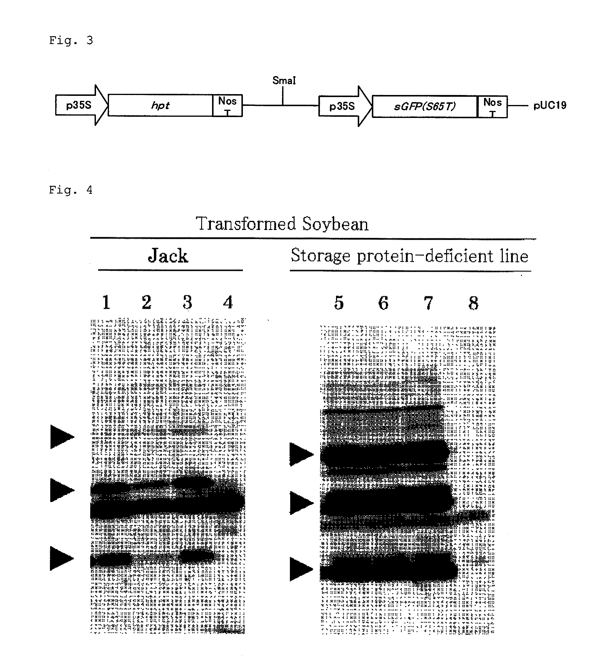 Transformed soybean plant which accumulates vaccine, and use thereof