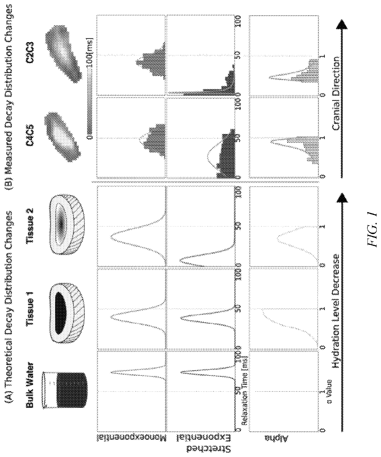 Soft tissue matrix characterization using stretched exponential relaxation modeling