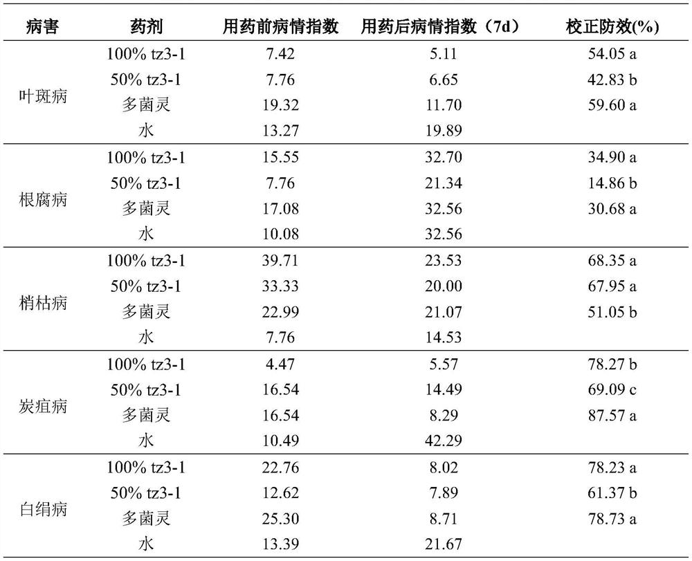 Application of metabolites of amylase Streptomyces chromogenes in the control of diseases of Dendrobium officinale