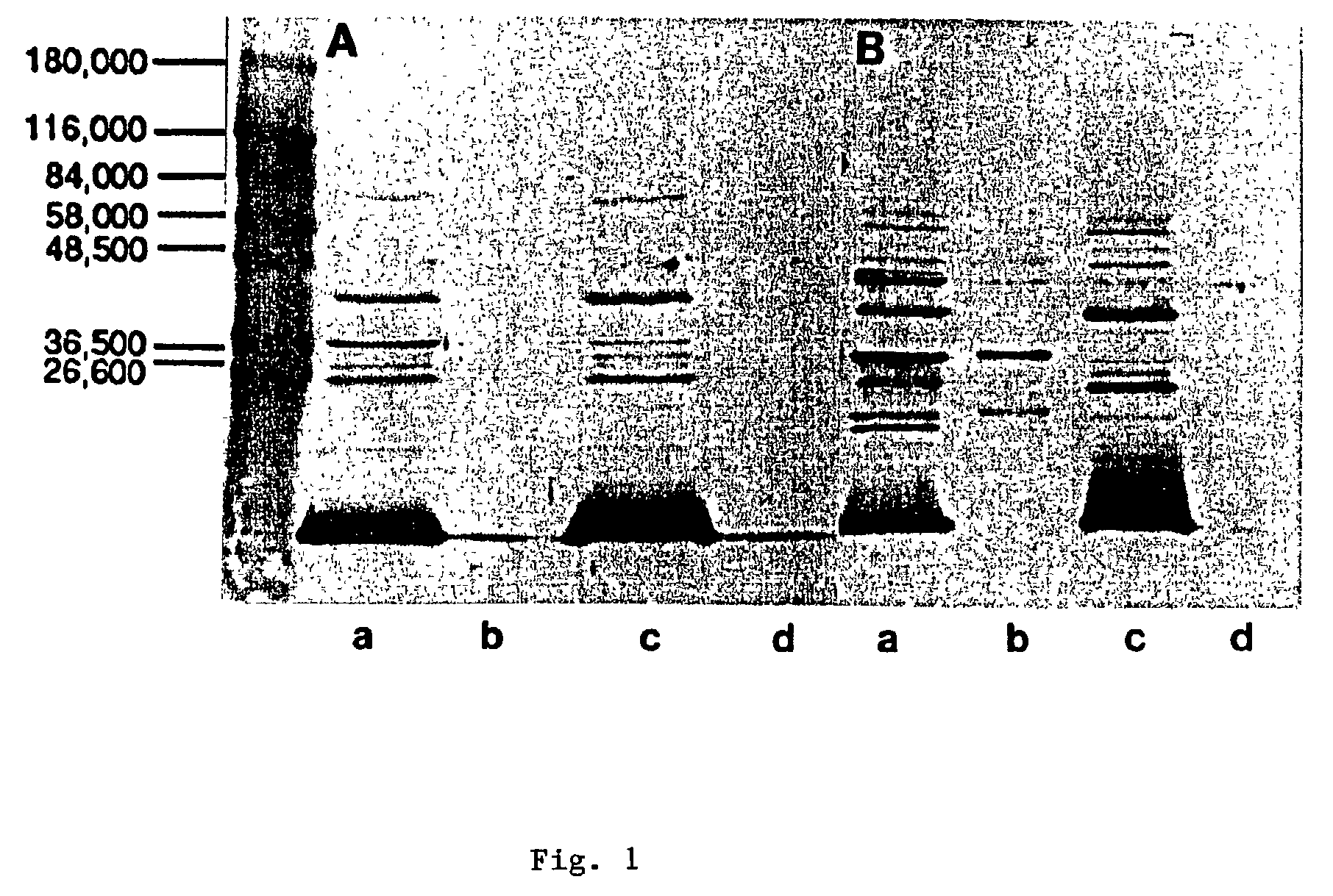 Synthetic chimeric fimbrin peptides