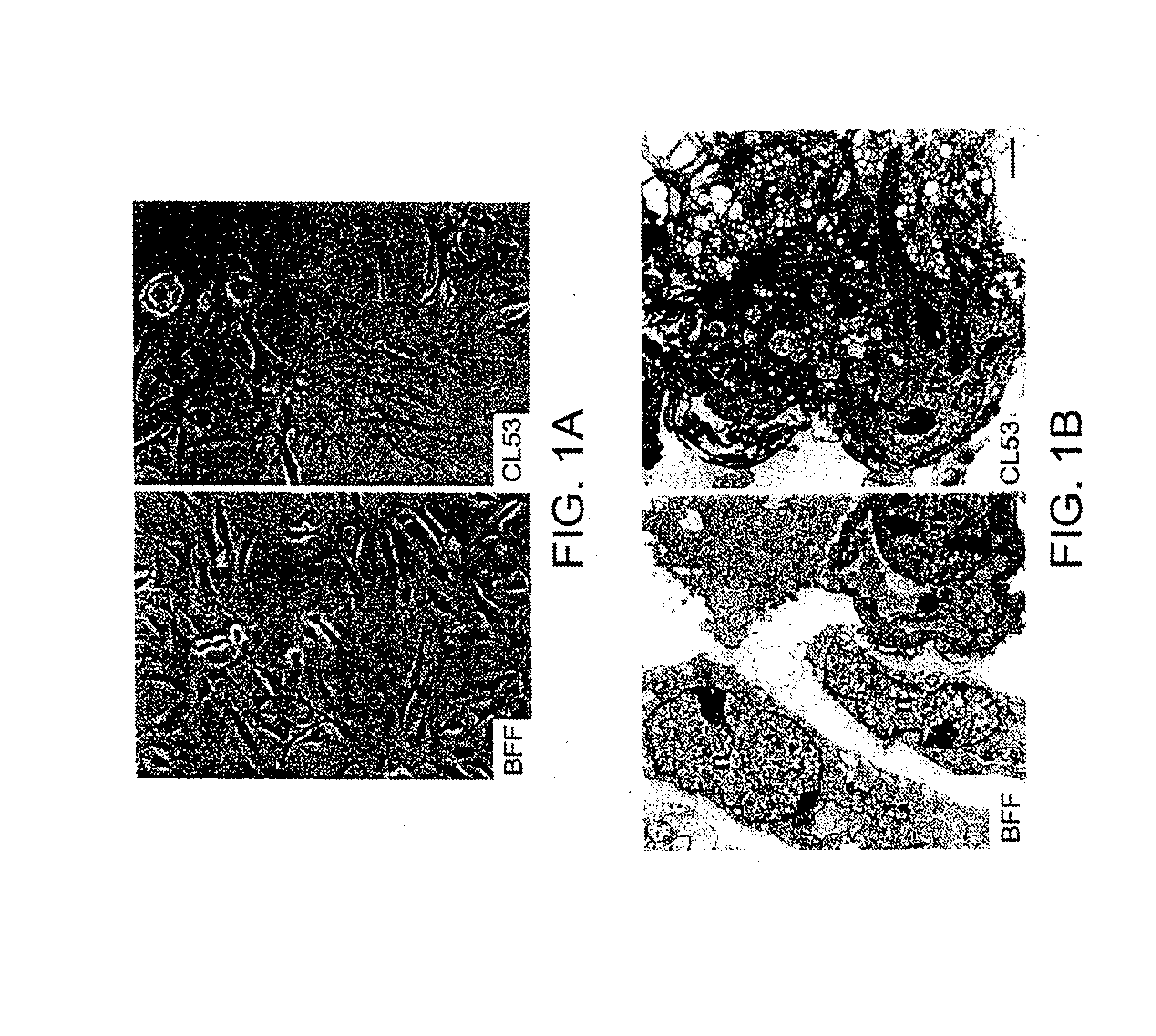 Methods of repairing tandemly repeated DNA sequences and extending cell life-span using nuclear transfer