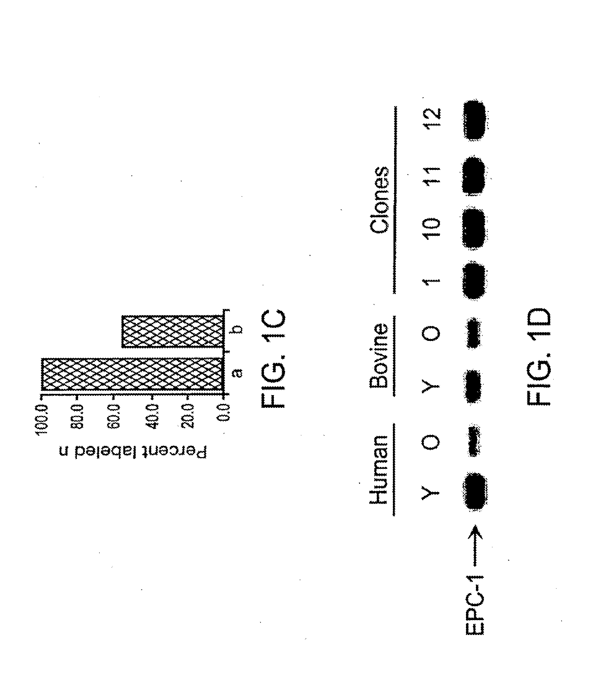 Methods of repairing tandemly repeated DNA sequences and extending cell life-span using nuclear transfer