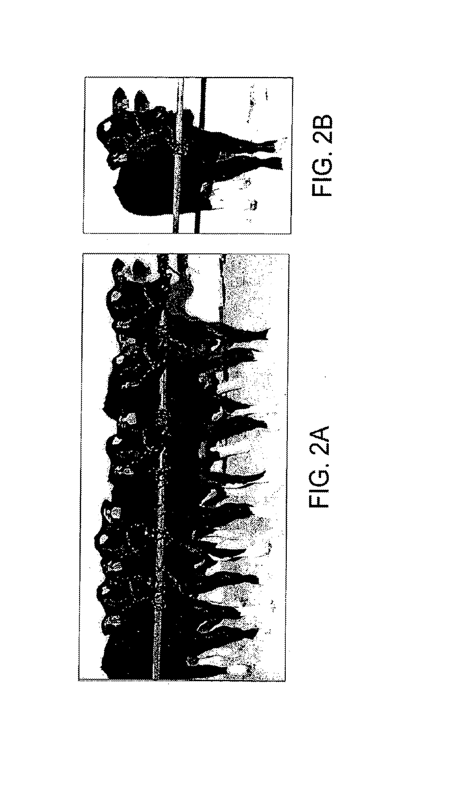 Methods of repairing tandemly repeated DNA sequences and extending cell life-span using nuclear transfer