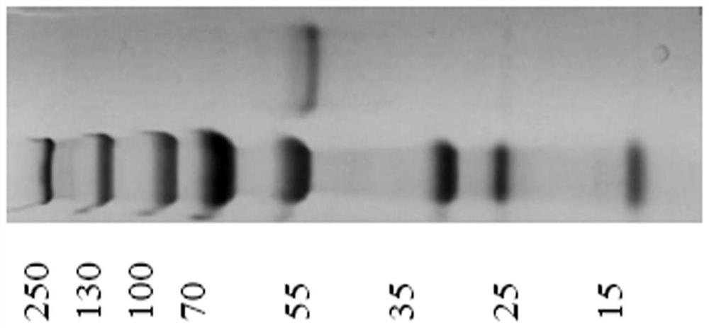 A fusion protein and application of an anti-c3d targeting single-chain antibody and daf